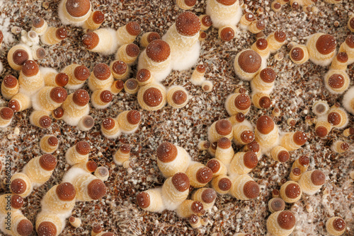 Magic mushrooms growing in a bin photo