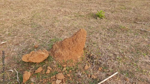 Snake Anthill in field. snake burrow or snake house made by red soil in Indian forest. Ant hill or snake house in the forest. Makes it a termite, but a snake lives in it.
 photo