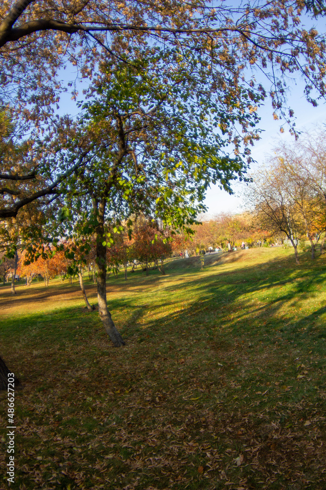 Fototapeta premium autumn in the park