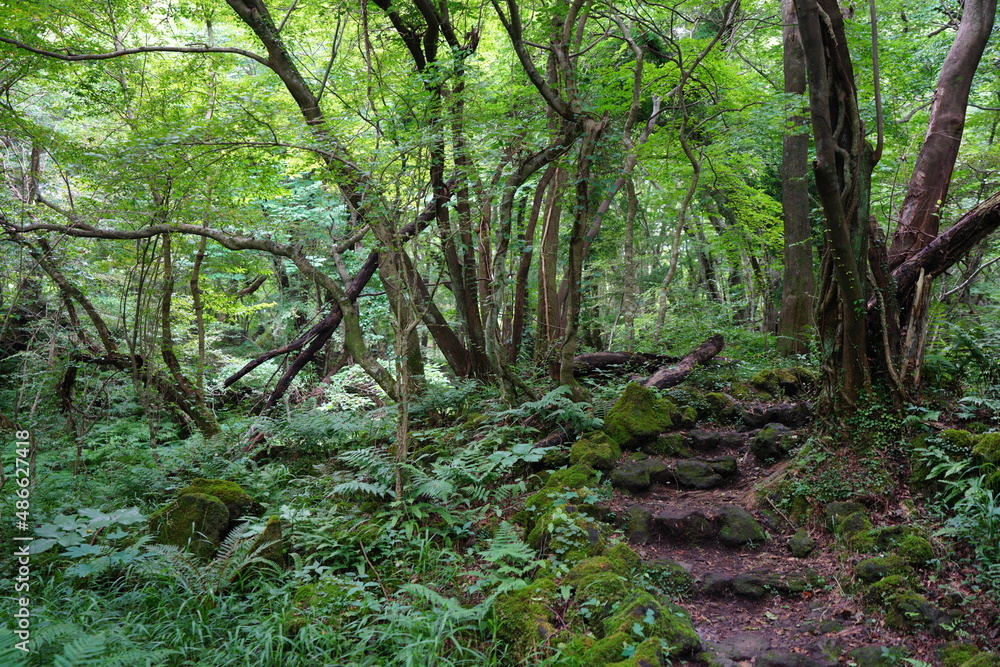fascinating summer forest with a fine path fascinating summer forest with a fine path