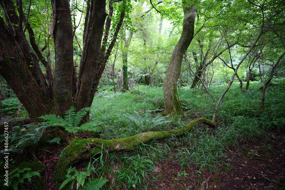 Fototapeta premium mossy trees and rocks in summer forest