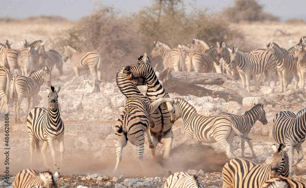 Obraz premium Zebra fighting in Etosha National Park Namibia, Africa .