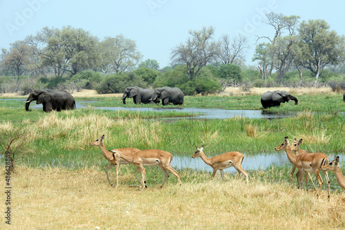 Elephants and impala graze in the Okavango  delta of Botswana, Africa. photo