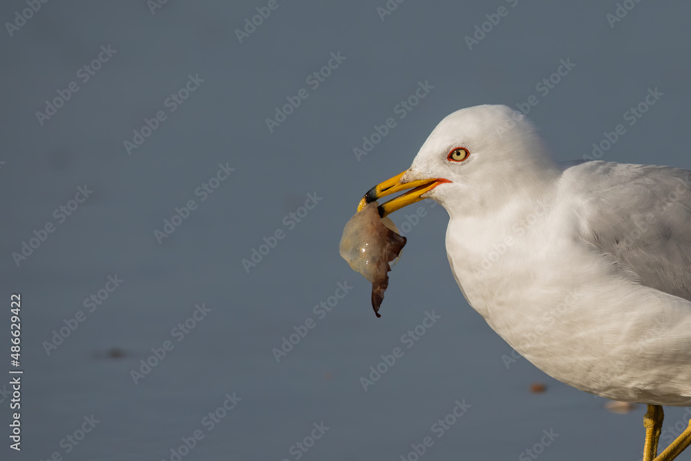 Seagull eating jellyfish side shot Seagull eating jellyfish side shot