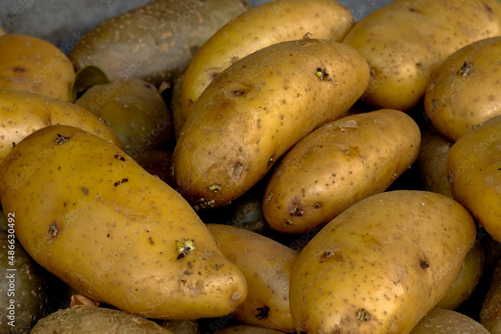 Fresh potato background in the market at Thailand Fresh potato background in the market at Thailand