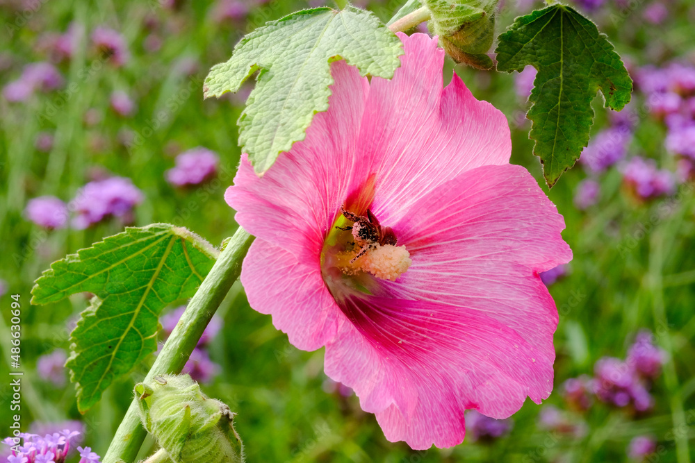 Macro photo beautiful pink Alcea flower in Thailand Macro photo beautiful pink Alcea flower in Thailand