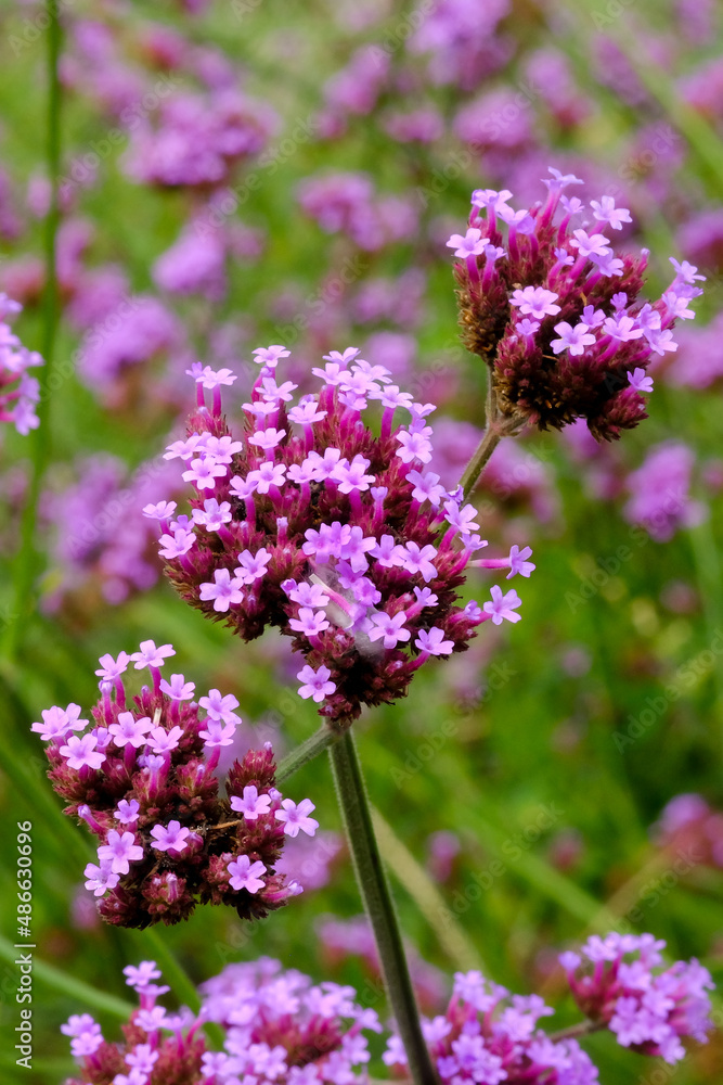 Close up butterfly bush and leaves isolated in nature for background. Close up butterfly bush and leaves isolated in nature for background.