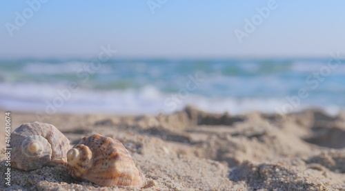 Blurred background of the sea in a haze, two shells on the sand on the seashore