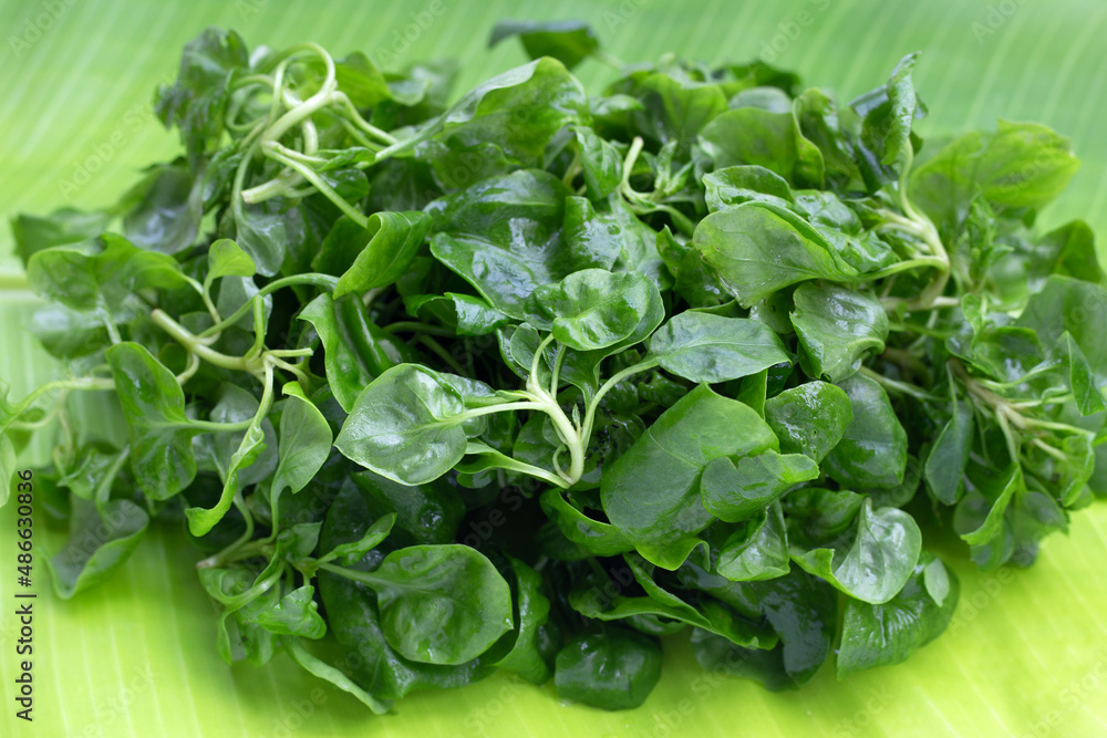 Fresh watercress on banana leaves Fresh watercress on banana leaves