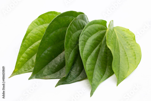 Green betel leaves  Fresh piper betle on white background