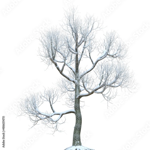 Winter tree in the snow isolated on white background 3d illustration © elenaed