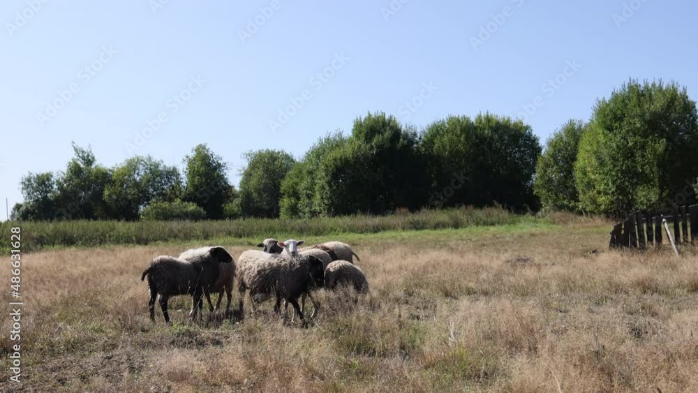 The sheep jumped the wooden fence. A flock on a walk on a sunny summer day on a farm. A group of recently sheared sheep walk and eat in a field. Lamb close-up. Funny cute sheep walking in the pasture. The sheep jumped the wooden fence. A flock on a walk on a sunny summer day on a farm. A group of recently sheared sheep walk and eat in a field. Lamb close-up. Funny cute sheep walking in the pasture.