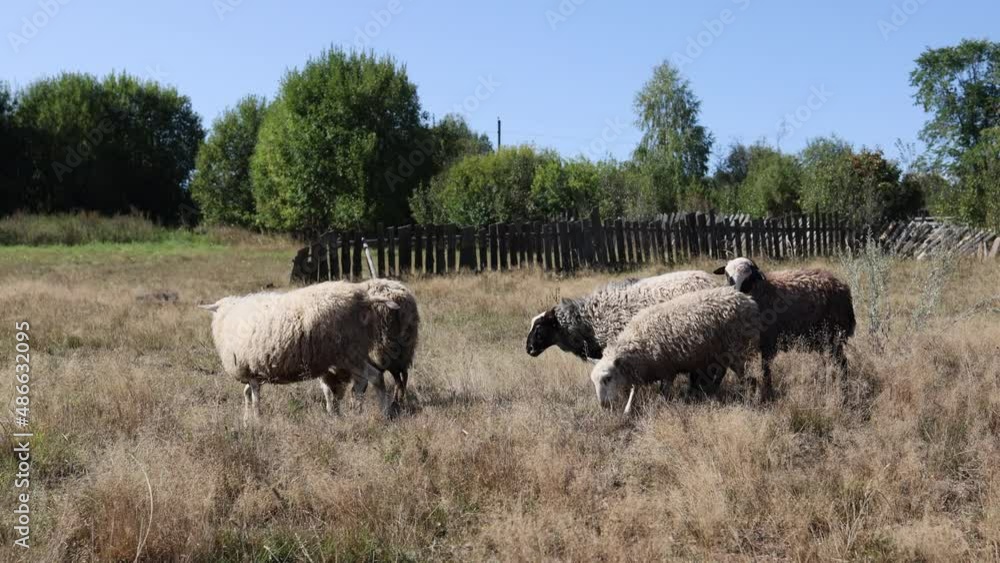 The sheep jumped the wooden fence. A flock on a walk on a sunny summer day on a farm. A group of recently sheared sheep walk and eat in a field. Lamb close-up. Funny cute sheep walking in the pasture. The sheep jumped the wooden fence. A flock on a walk on a sunny summer day on a farm. A group of recently sheared sheep walk and eat in a field. Lamb close-up. Funny cute sheep walking in the pasture.