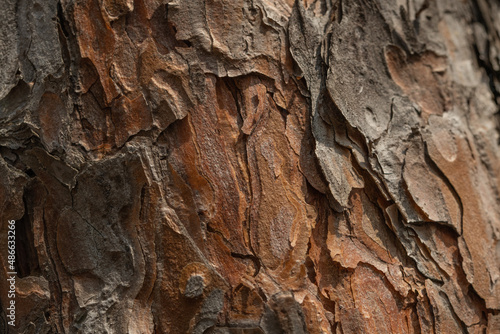 나무 껍질 식물 자연 패턴 © STUDIOO