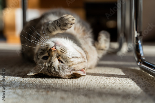 Cute lazy cat  laying down on carpet under chair