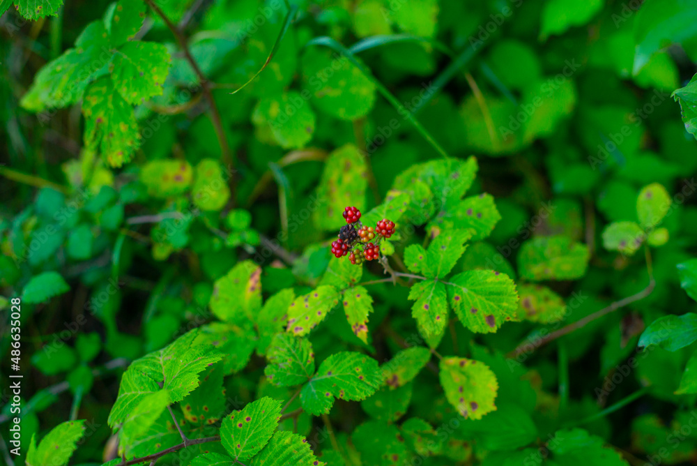 blackberries in the botanical garden of batumi blackberries in the botanical garden of batumi