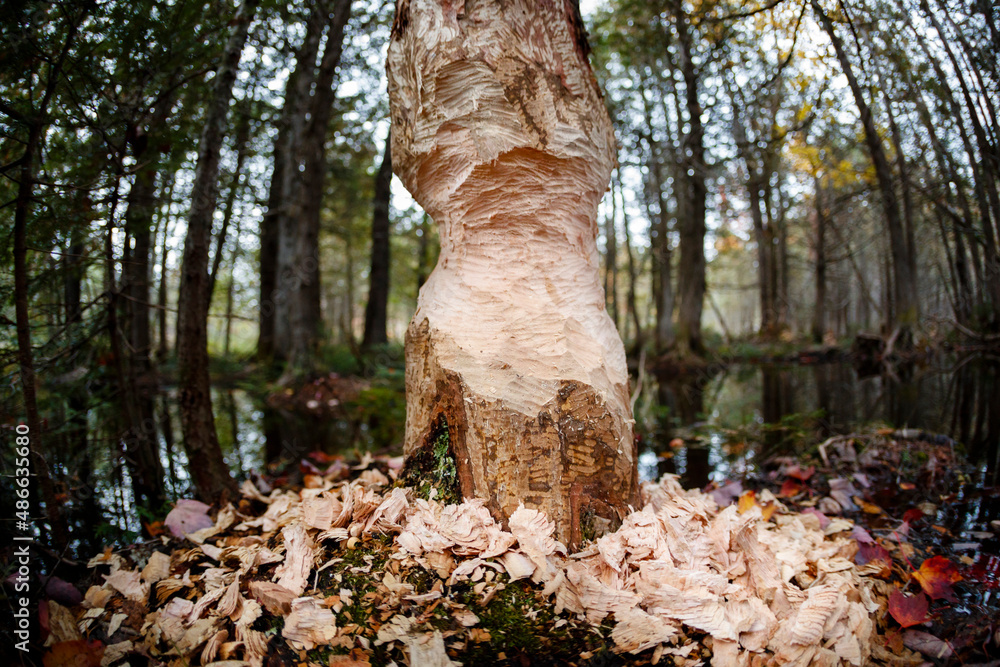 Beaver Chewed Tree