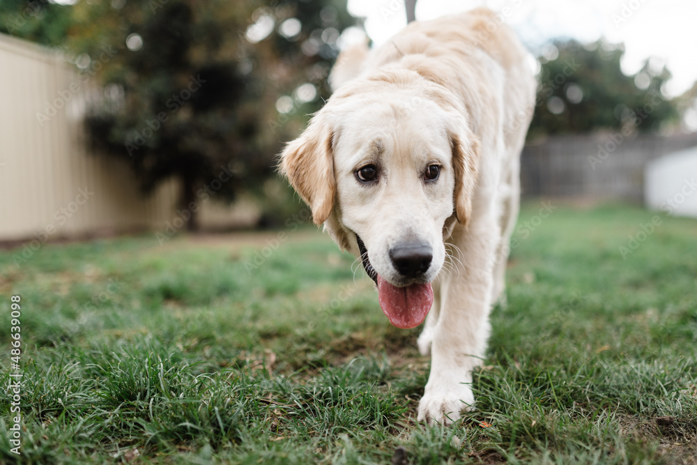 golden retriever walking on lawn golden retriever walking on lawn