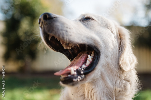 golden retriever smiling