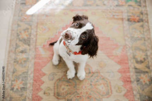 Young Dog Portrait