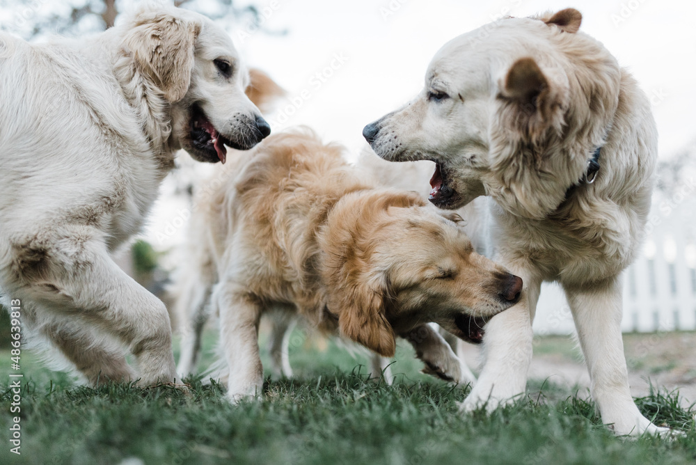 trio of golden retrievers playing trio of golden retrievers playing