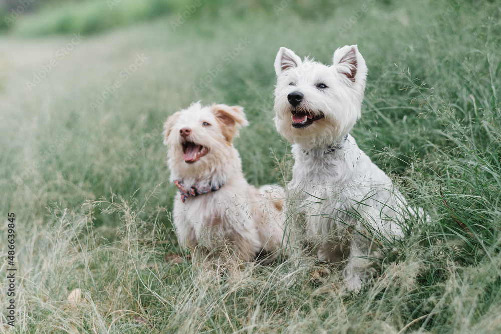 Westie and X breed friend Westie and X breed friend
