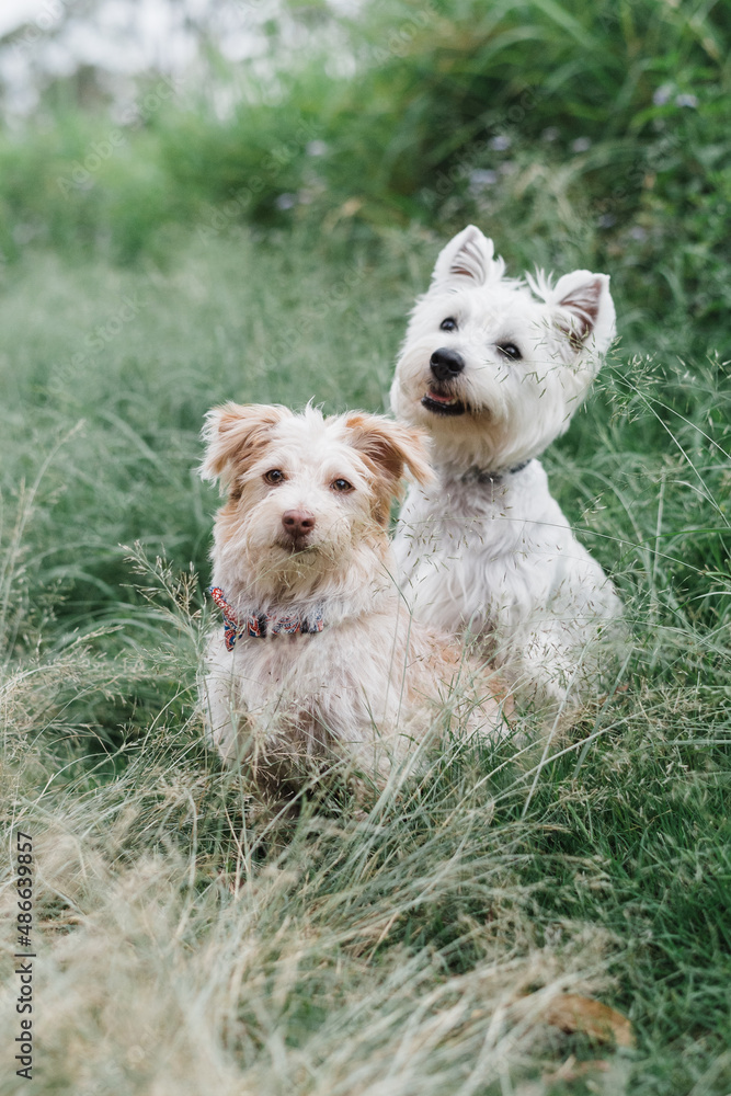 Westie and X breed friend Westie and X breed friend