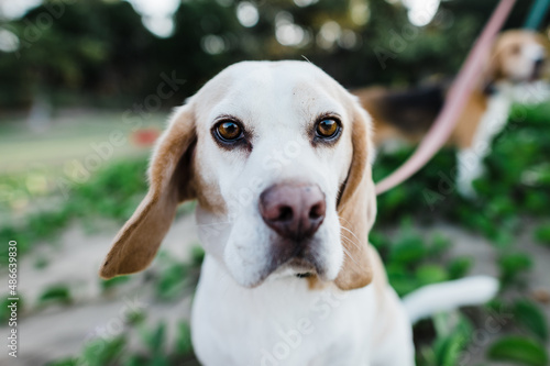 old beagle with windblown ears photo