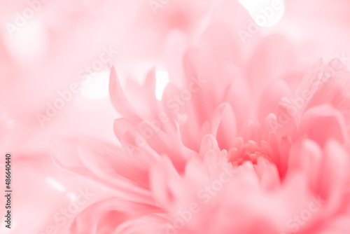 Dreamy pink flower  photo