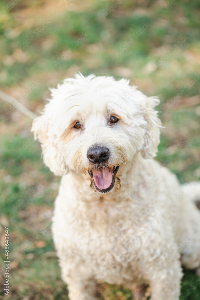 Happy white golden doodle dog, close up outdoor portrait with tongue out