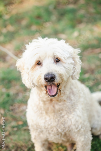 Happy white golden doodle dog, close up outdoor portrait with tongue out