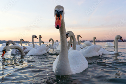 Swans photo