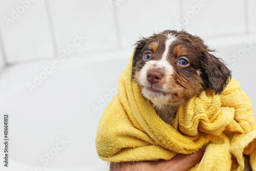 puppies bathing photo