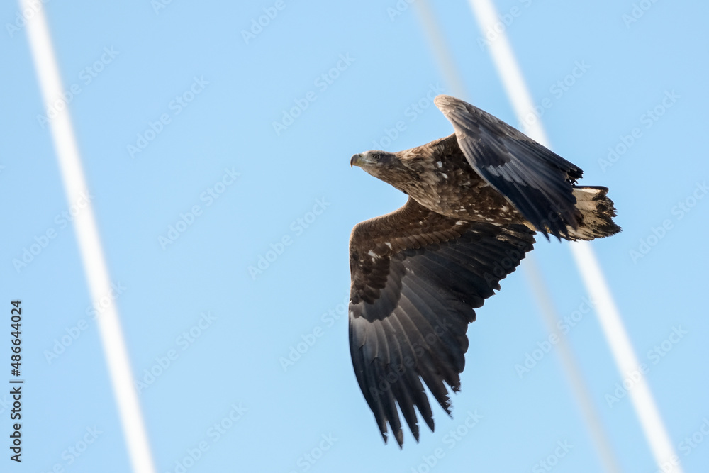 Fototapeta premium white tail eagle