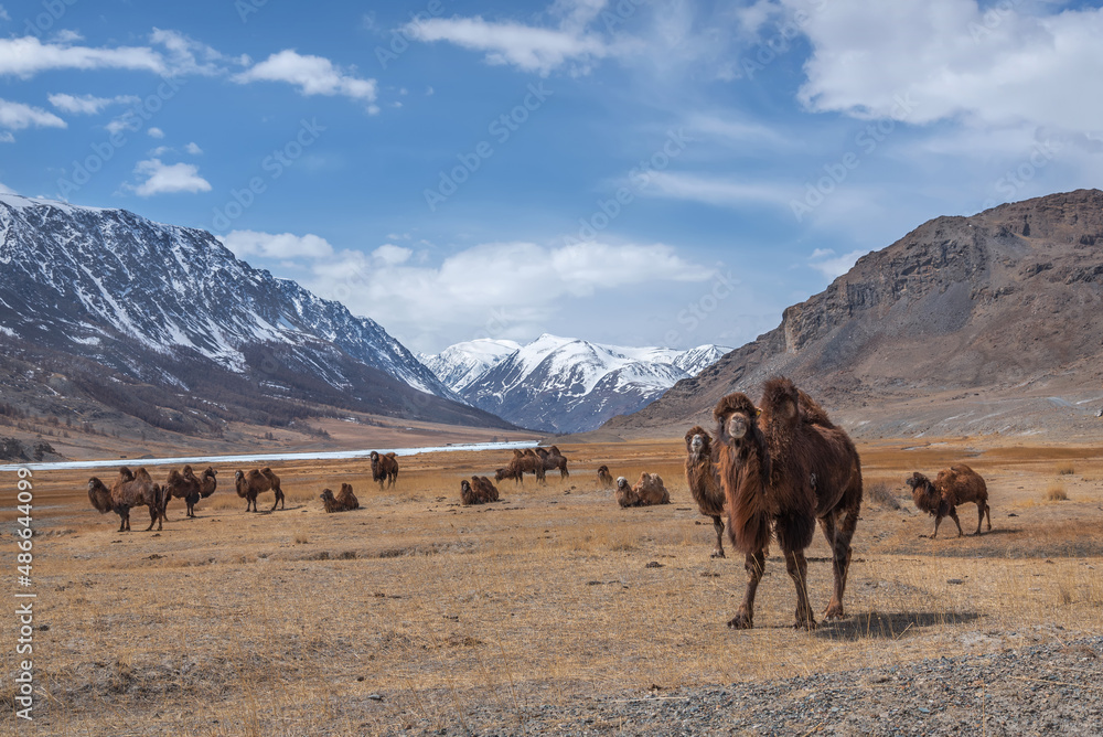 camels herd graze steppe mountains spring