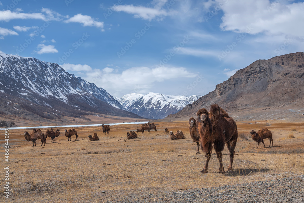 camels herd graze steppe mountains spring camels herd graze steppe mountains spring
