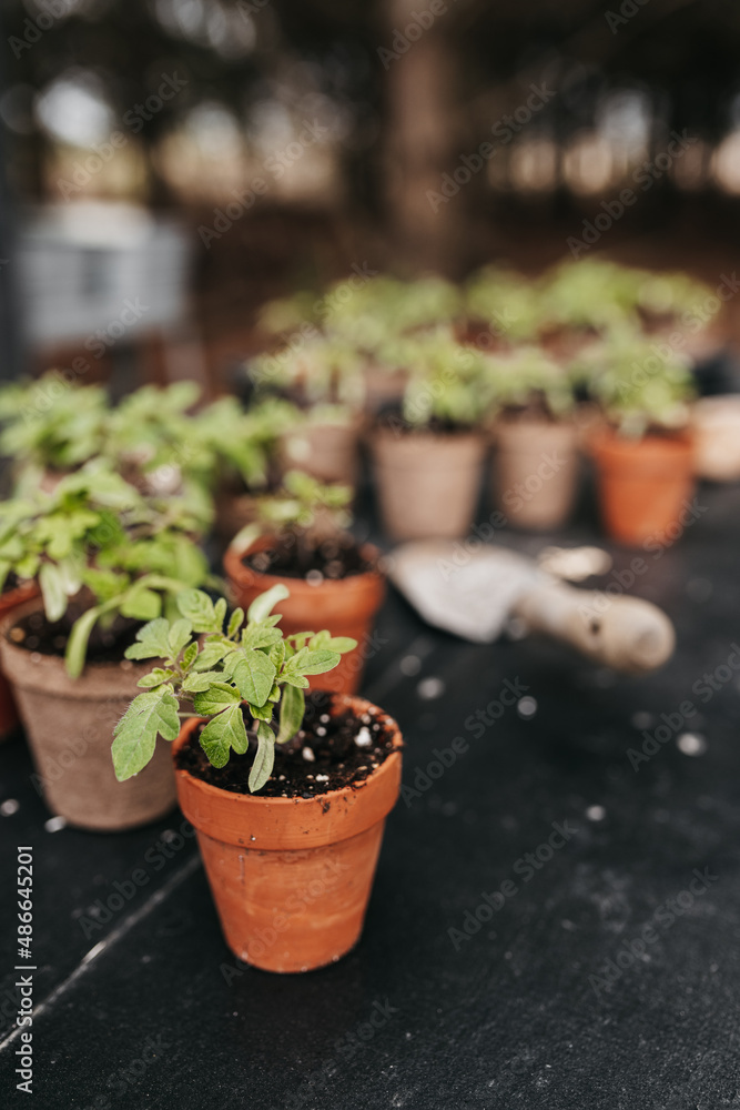 Tomato Garden Tomato Garden