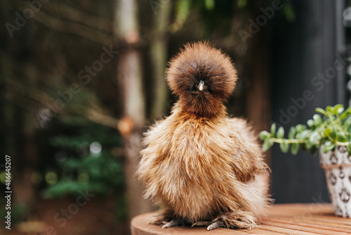 Silky chicken photo