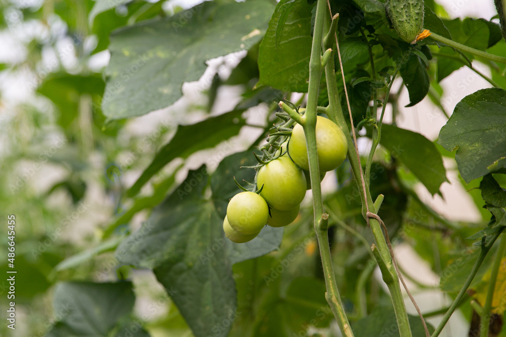 Tomatoes ripen in a greenhouse in green foliage. Household farming, agricultural culture, ecological natural products, ecological farming concept Tomatoes ripen in a greenhouse in green foliage. Household farming, agricultural culture, ecological natural products, ecological farming concept