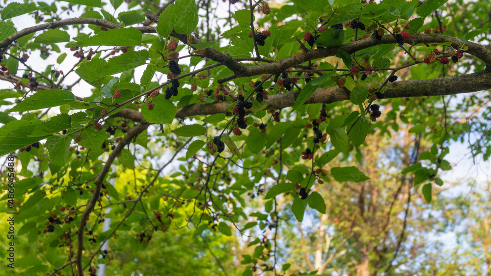 Green branch with berries of ripe and immature mulberry Green branch with berries of ripe and immature mulberry