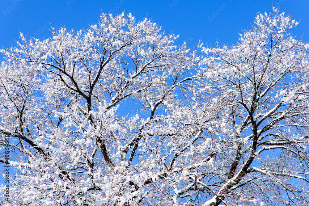 桜の木に白い雪の花が咲く　樹氷　満開