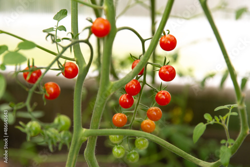 Cherry tomatoes ripen in a greenhouse. Household farming, agricultural culture, ecological natural products, ecological farming concept photo