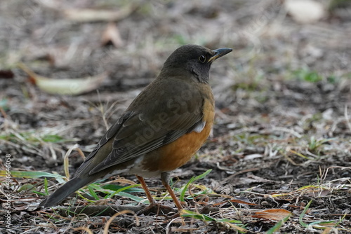 brown headed thrush on the ground