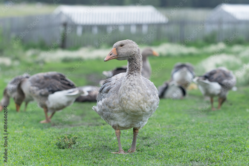 Gray beautiful geese in a pasture in the countryside walk on the green grass. Livestock farm birds. Animal breeding. Gray beautiful geese in a pasture in the countryside walk on the green grass. Livestock farm birds. Animal breeding.