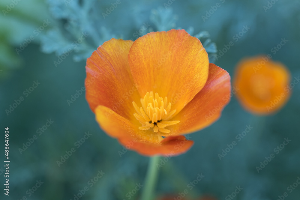Fototapeta premium Cute beautiful flowers in the garden close-up. Selective small focus and nice bokeh. Fairytale world of plants. Nature green and vibrant petals.