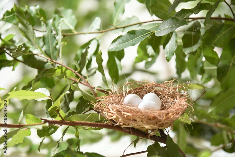 bird nest in with egg the tree