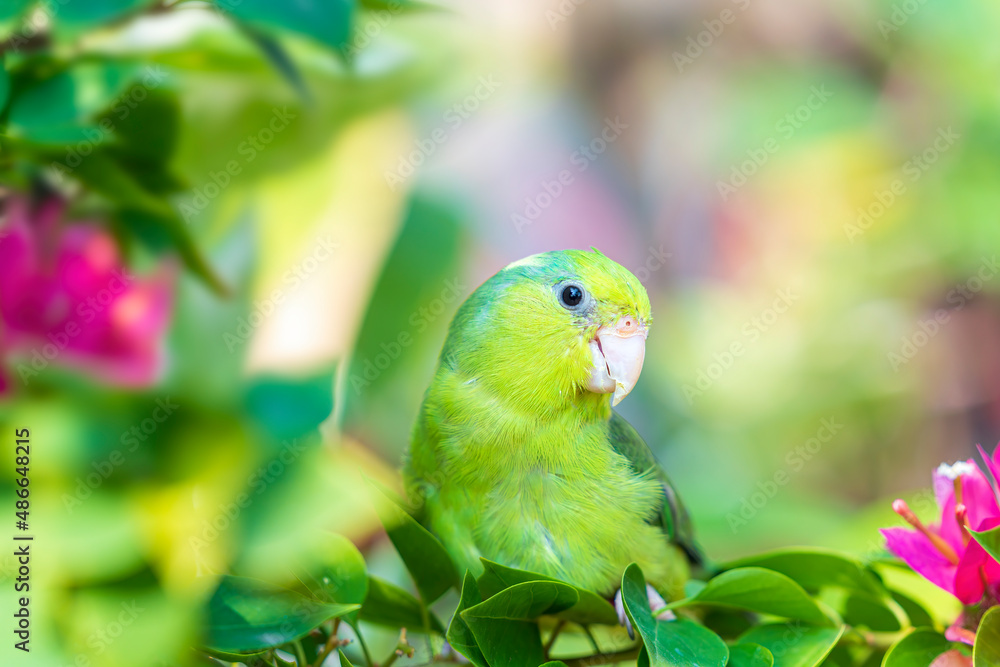 Forpus passerinus parrot. Beautiful portrait of a wild forpus bird on a branch. Forpus passerinus parrot. Beautiful portrait of a wild forpus bird on a branch.