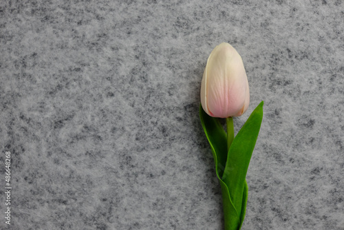 Tulip flower on gray background, white tulip, Valentine's day background used for desktop wallpaper or website design.