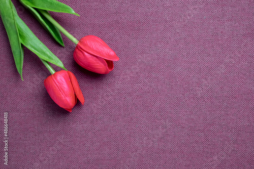 Tulip flower on rosewood background, Red tulip, 
festival background used for desktop wallpaper or website design.