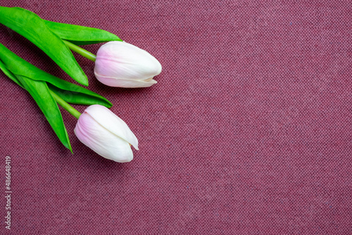 Fototapeta Naklejka Na Ścianę i Meble -  Tulips flower on violet background, white tulips, Valentine's day background used for desktop wallpaper or website design.